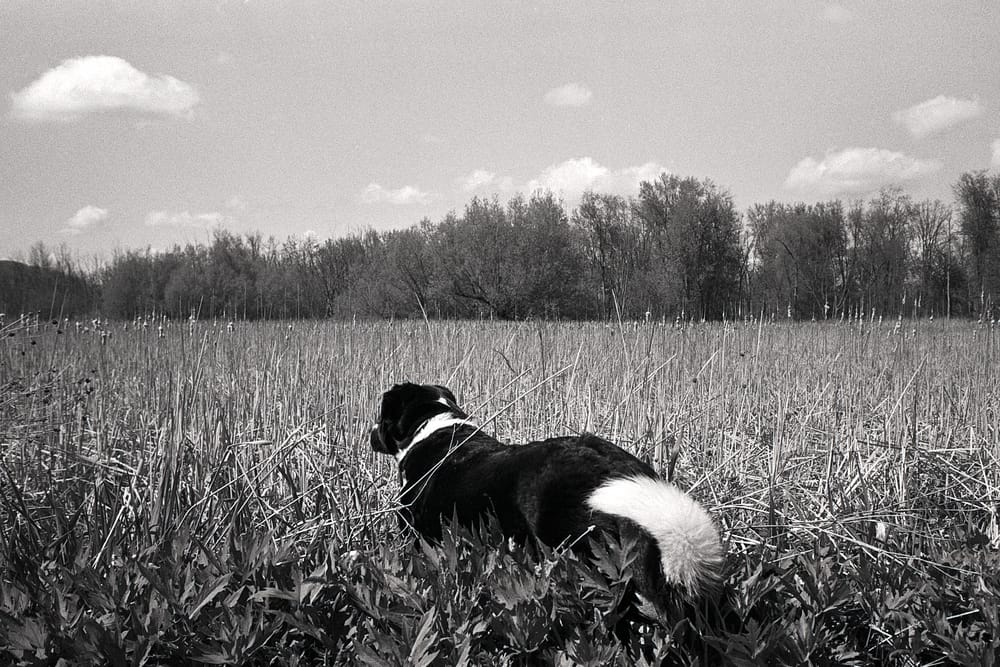 2025 Roll 33 (Stylus Epic/HP5)