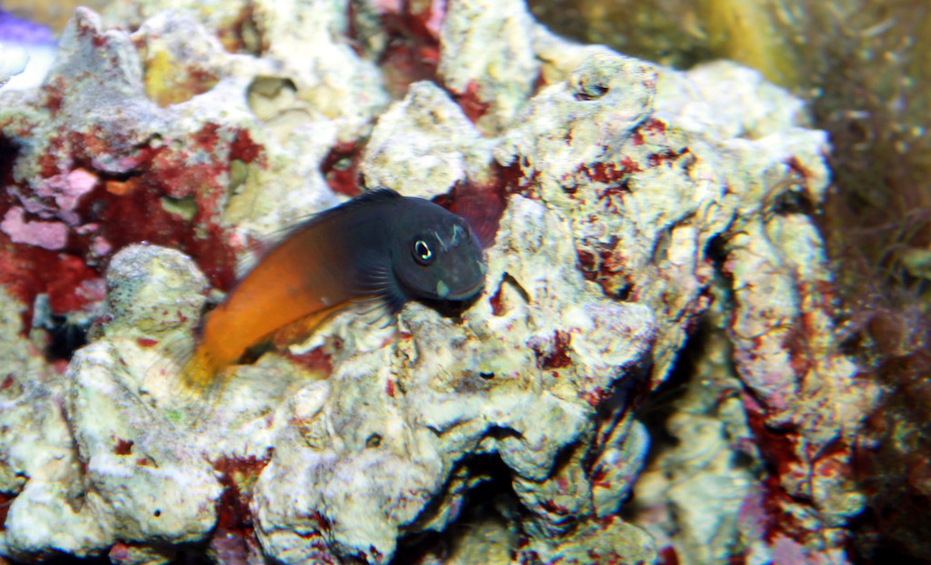 Bi-color Blenny