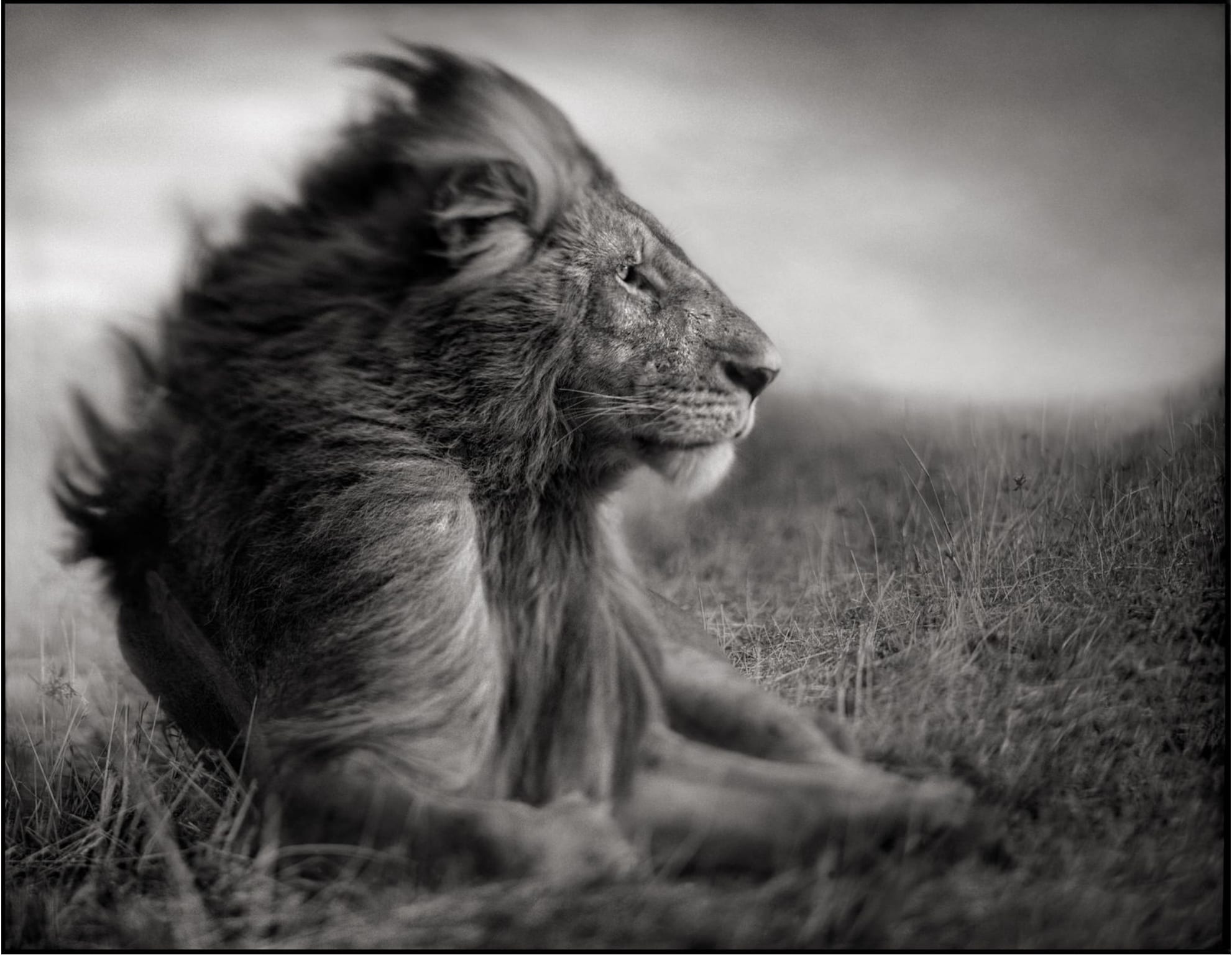 NICK BRANDT. LION BEFORE STORM SITTING PROFILE, MASAI MARA 2006