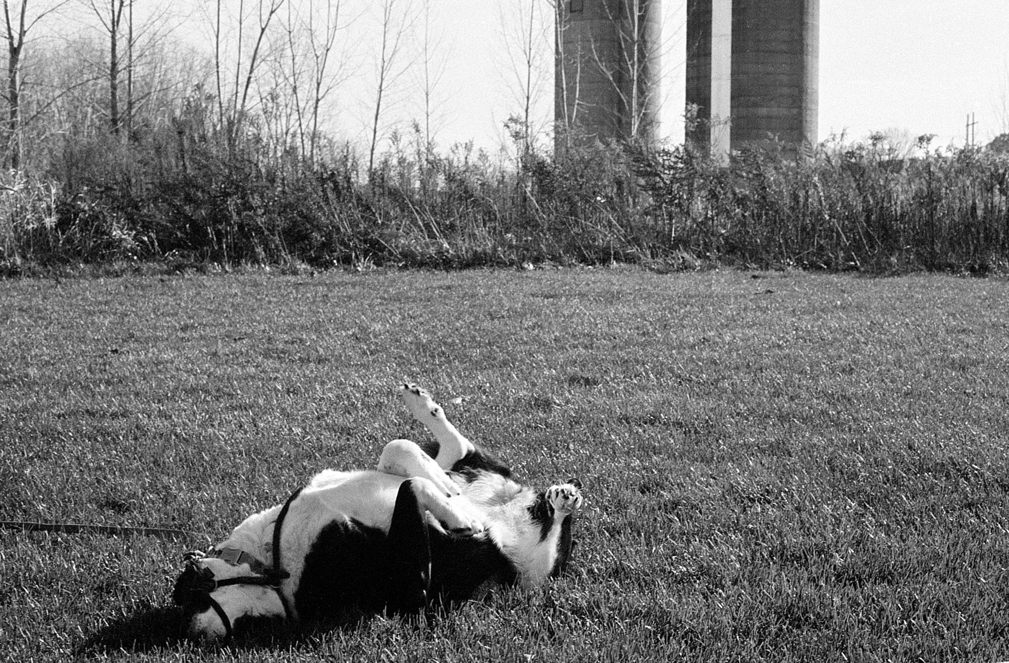 Alice enjoying herself at the park.