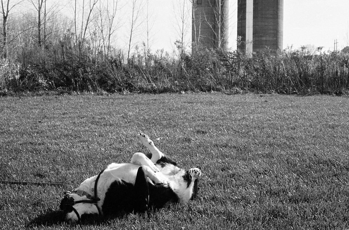 Black and white photo of dog rolling in the grass