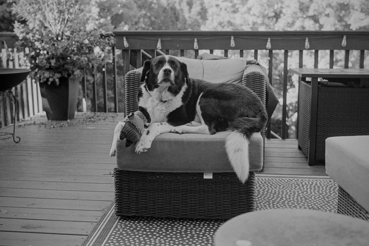 Black and white film photo of my dog on the deck
