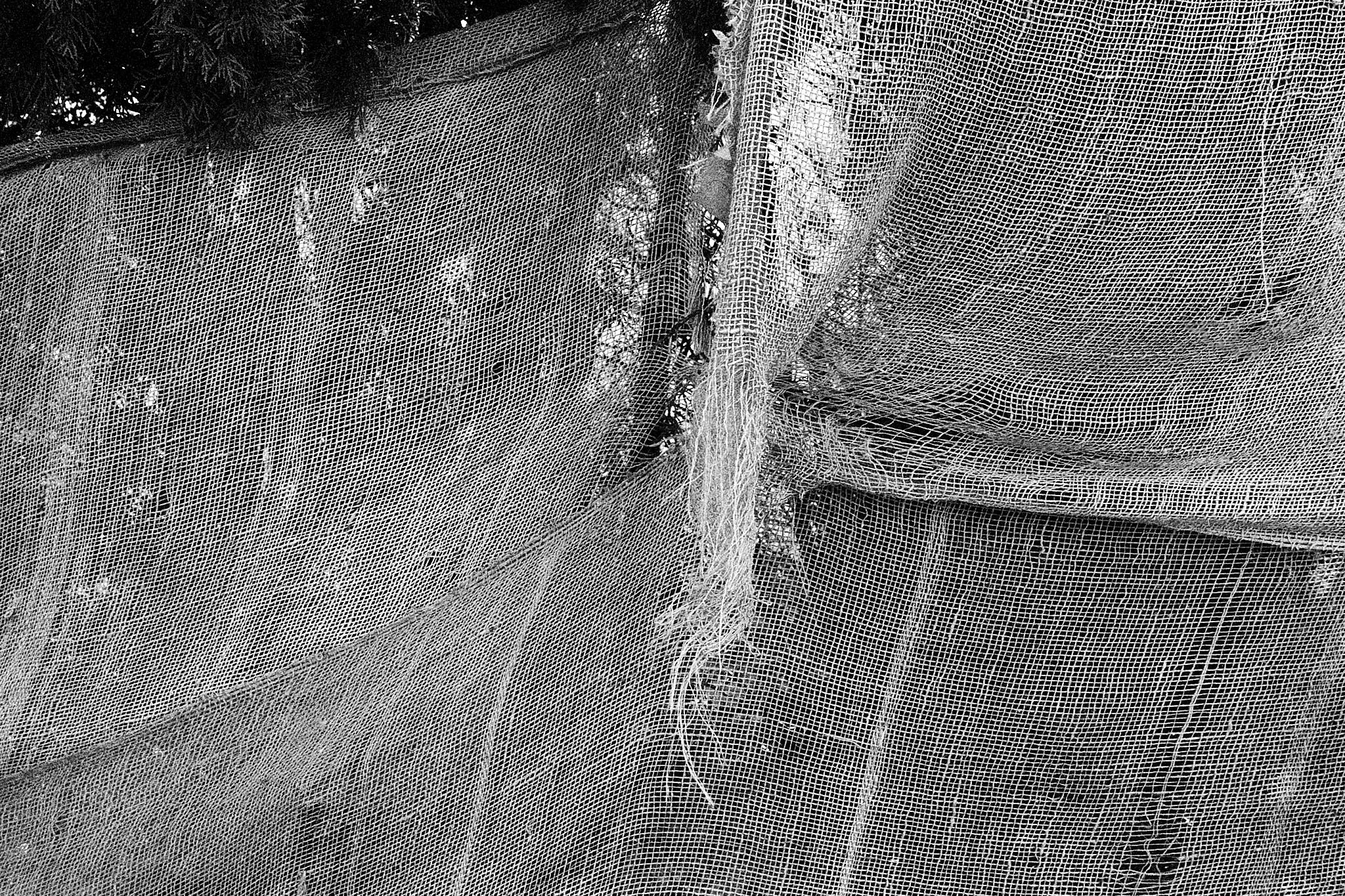 Black and white photo of burlap wrapped around trees