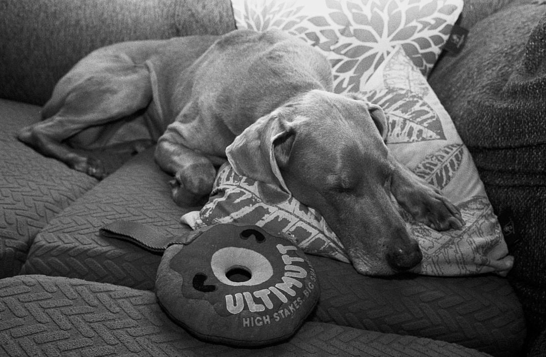 Black and white photo of sleeping dog