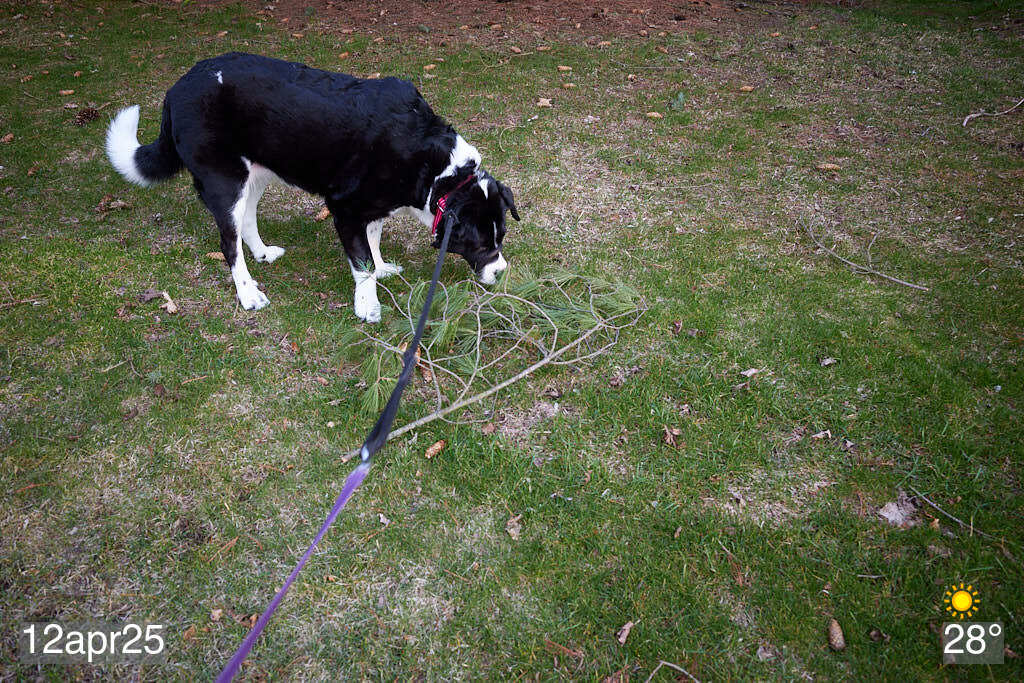 My dog sniffing a branch