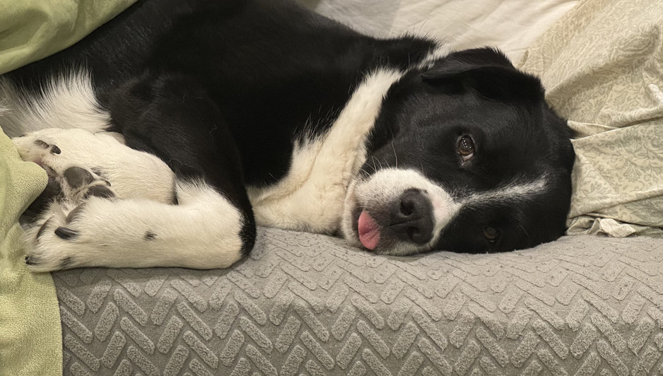 Dog on couch with tongue sticking out