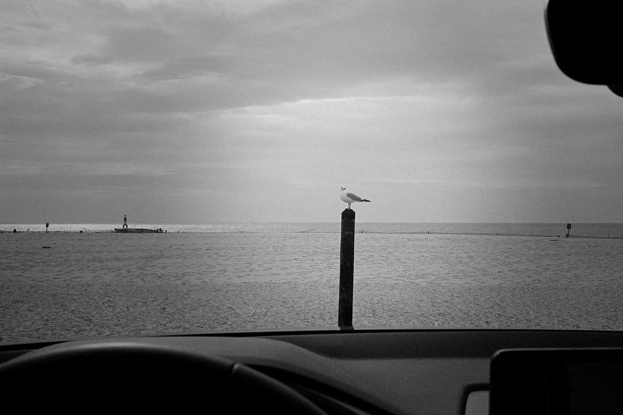Black and white film photo of seagull at the beach
