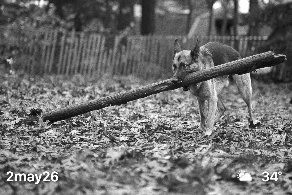 Black and white photo of dog carrying a giant stick