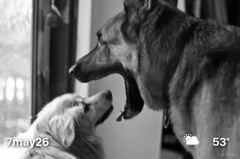 Black and white photo of two dogs facing each other