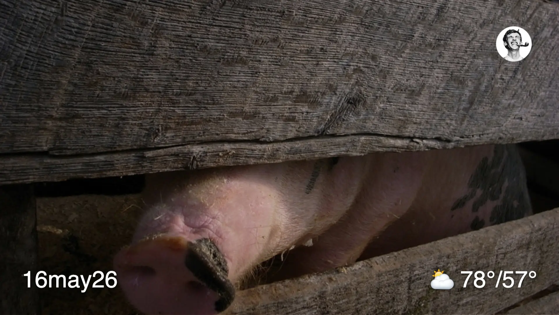 Pig snout sticking through fence