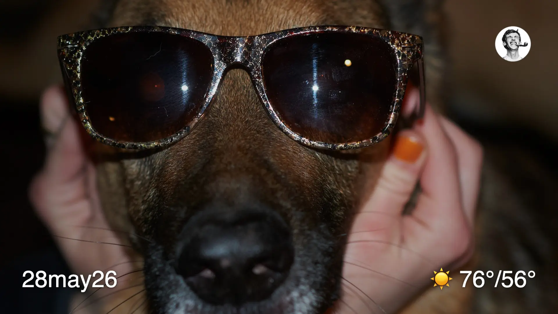 German Shepherd wearing sunglasses