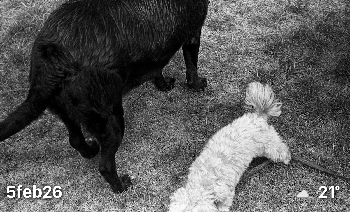 Black and white photo of two dogs.