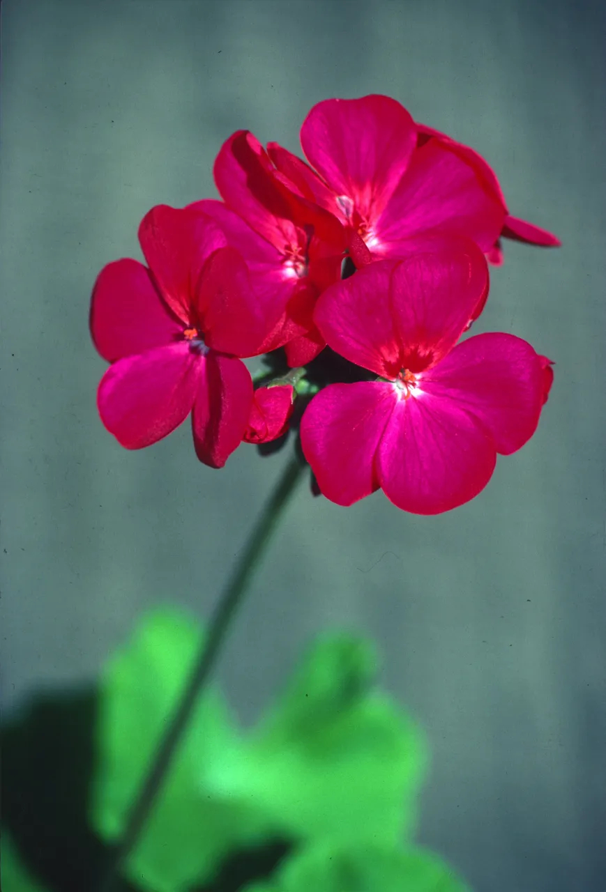 Close up image of a pink flower