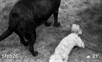 Black and white photo of two dogs.