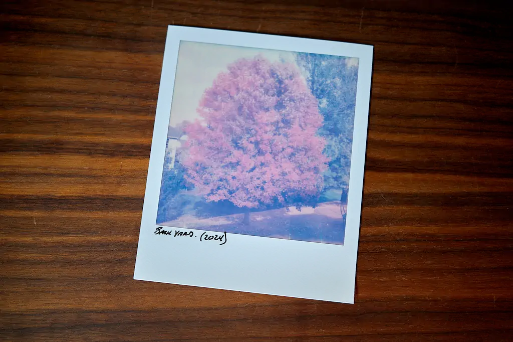 Polariod of a tree in our yard