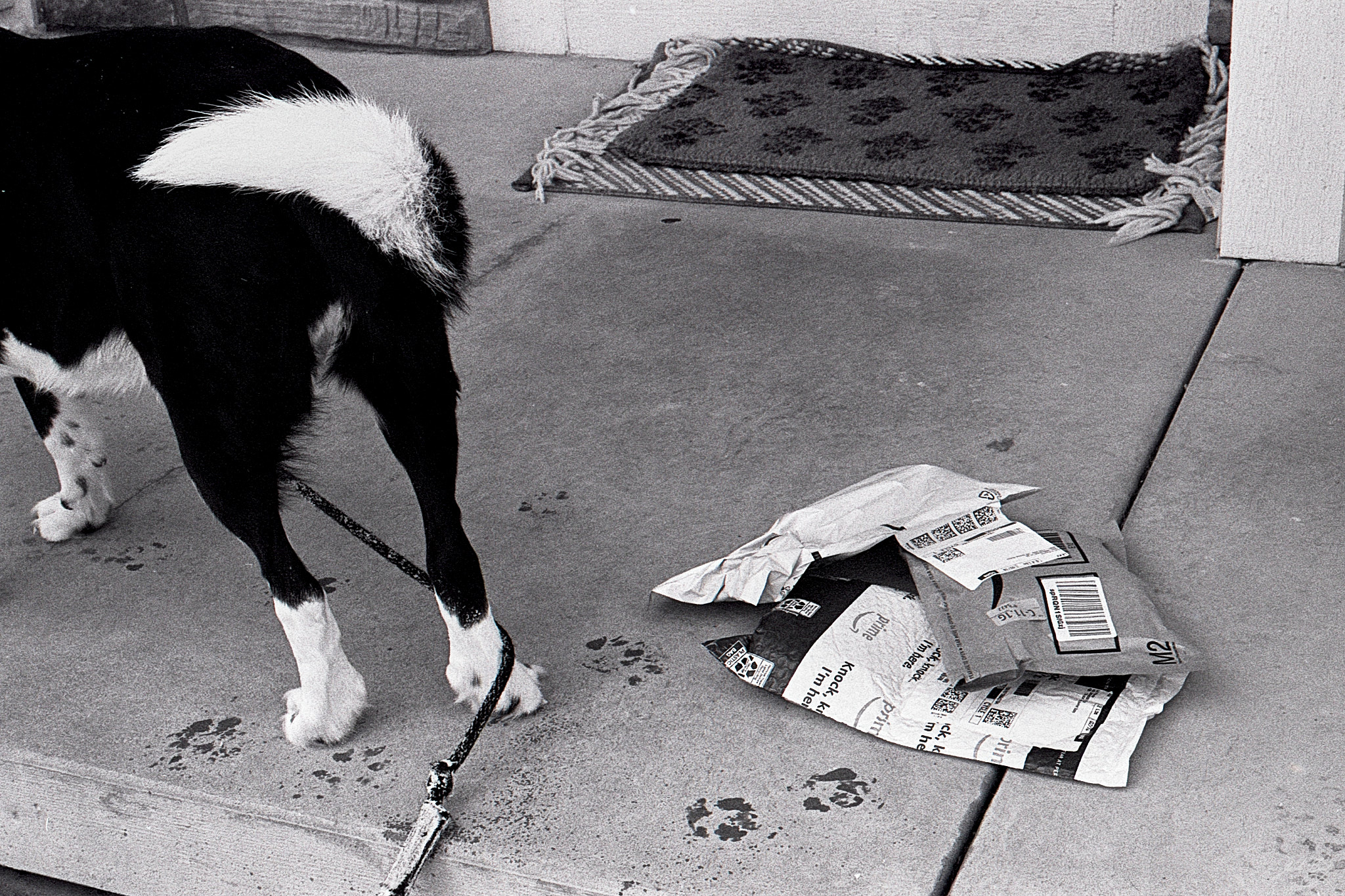 Alice sniffing for the delivery guy (2022)