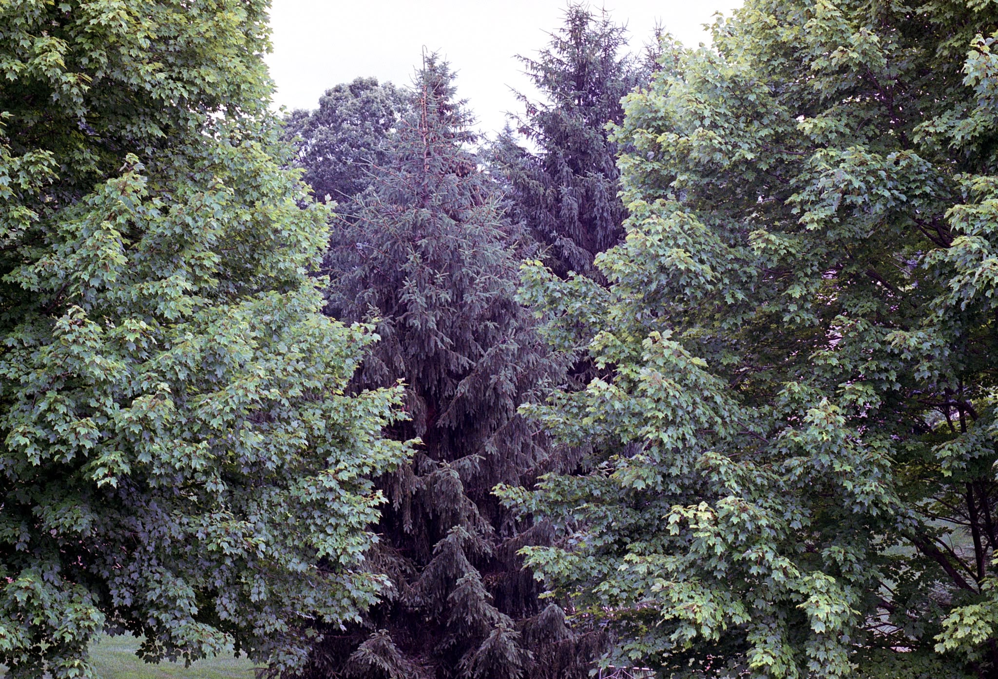 Looking from our deck. (Nikon F100. Kodak 200.)