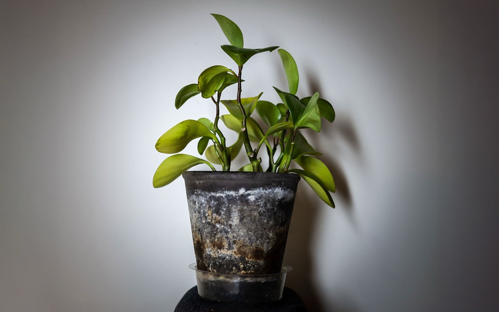 Plant on my desk that I haven't killed yet.