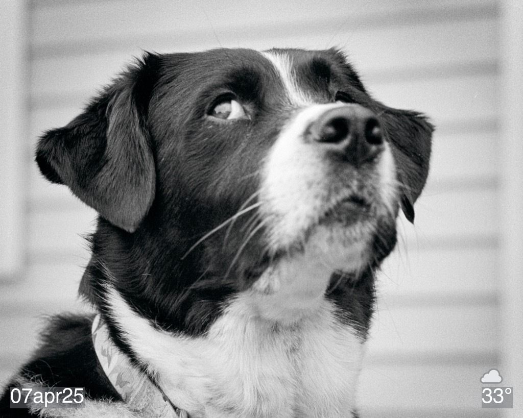 Black and white photo of my dog