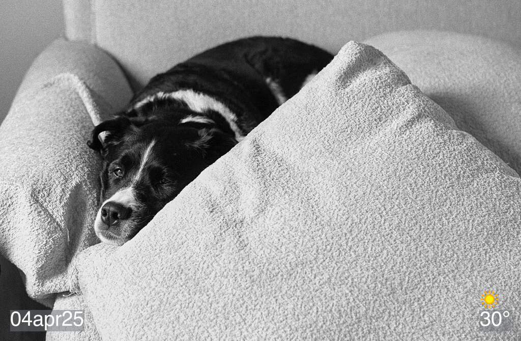 Black and white photo of my dog on the couch