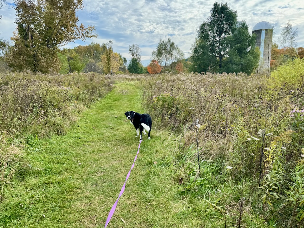 Dog walking on long leash down mowed path through field