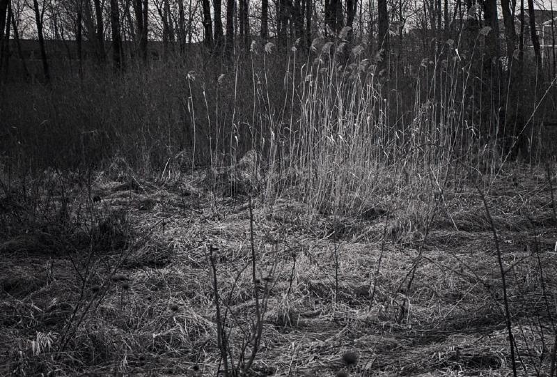 More weeds on my walk