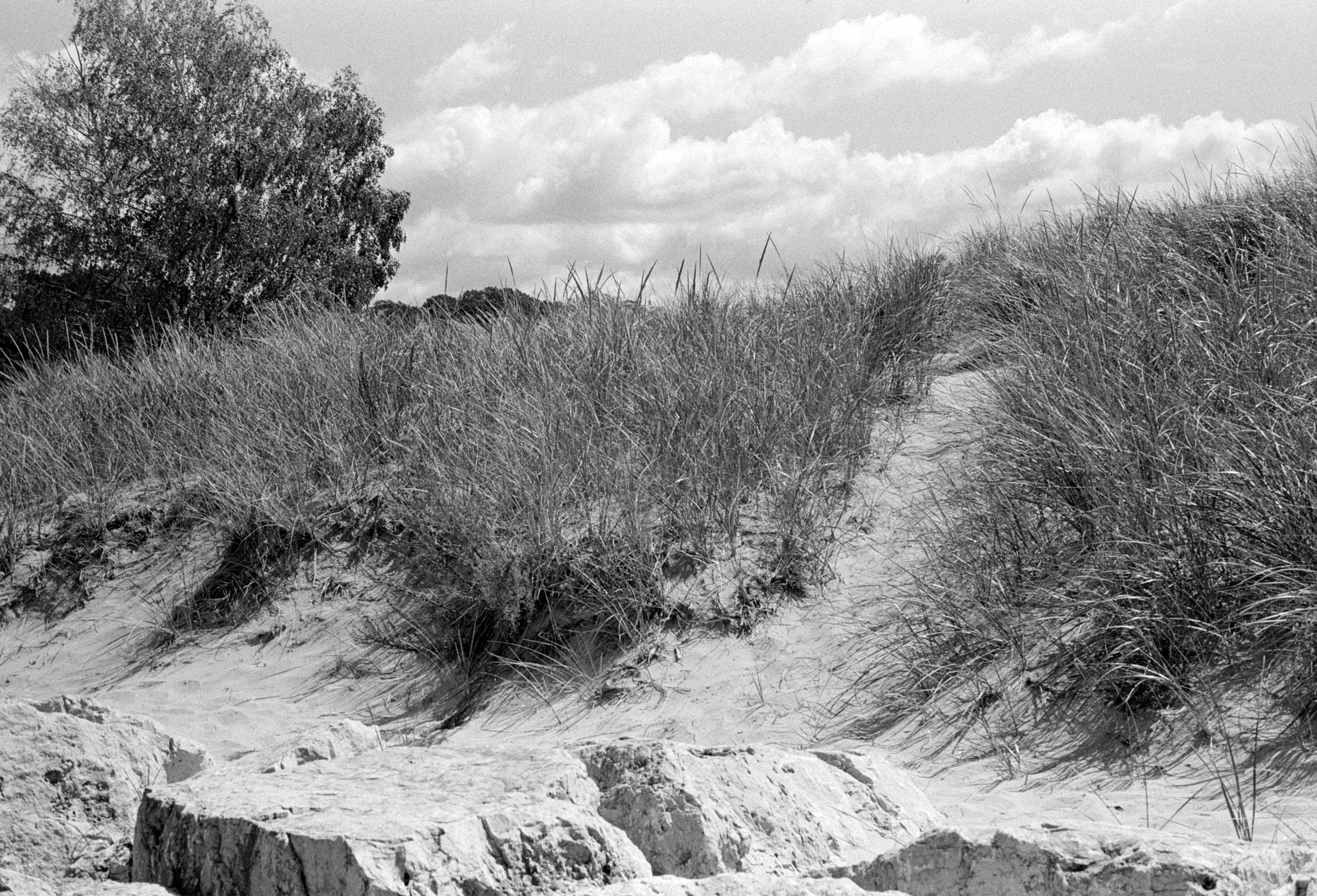 Beach grass, rocks, and sand