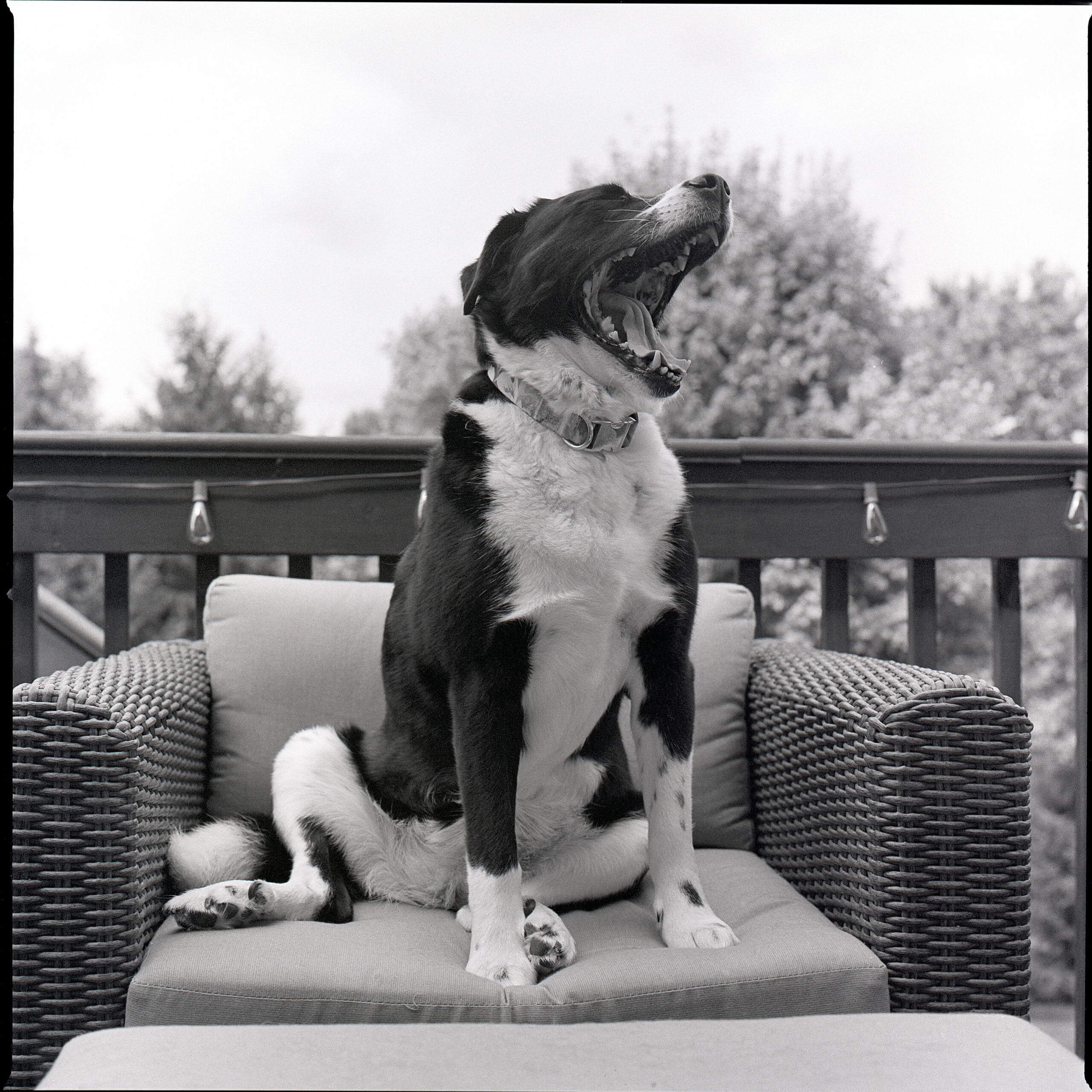 Action shot! Hasselblad 500C/M. Zeiss Planar 80mm f2.8. Tri-X.